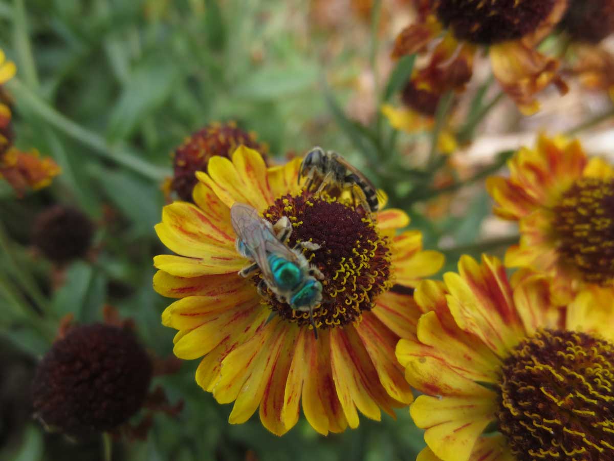 Native bee by Susan Fluegel